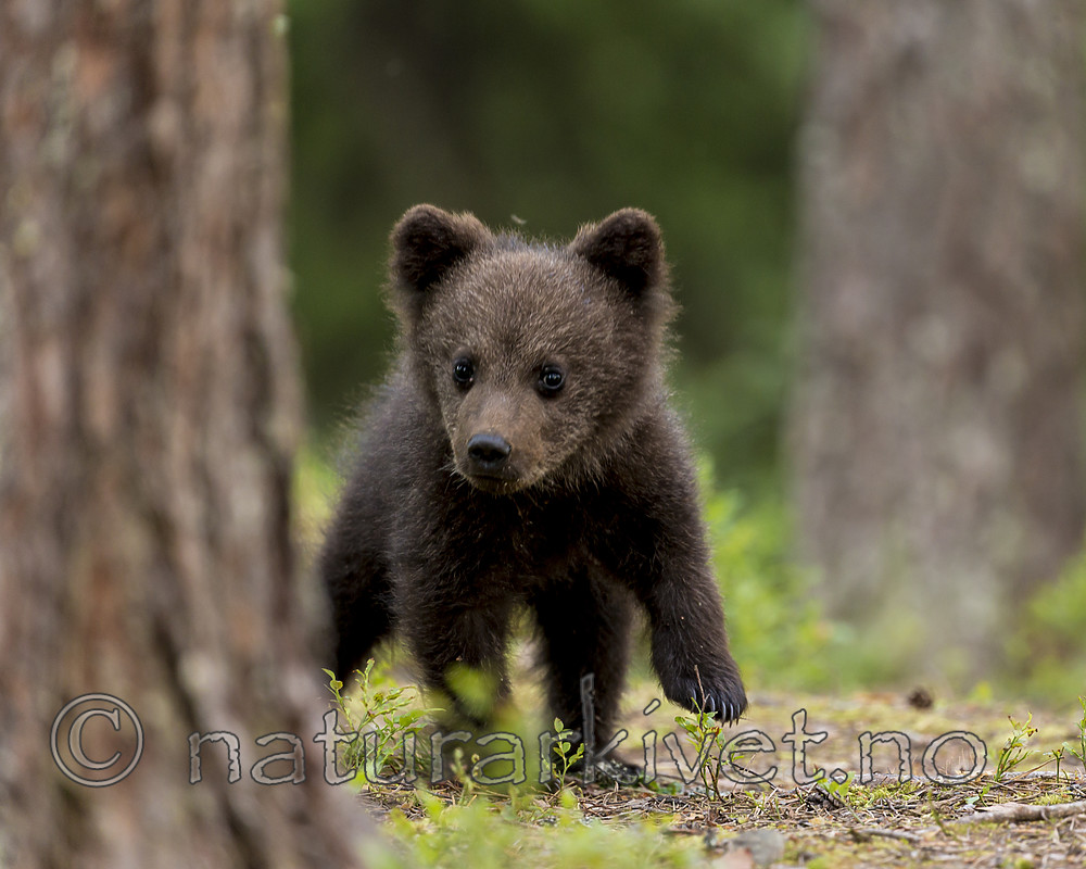 KA_160624_505 / Ursus arctos / Brunbjørn