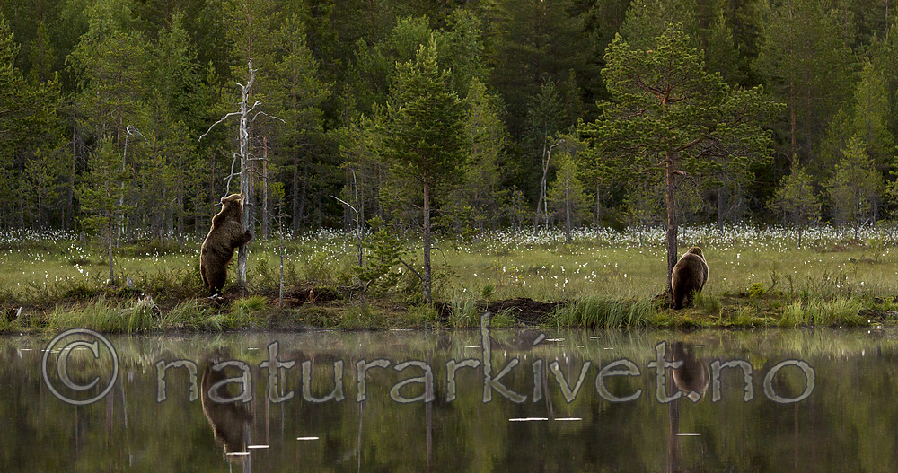 KA_160624_76 / Ursus arctos / Brunbjørn