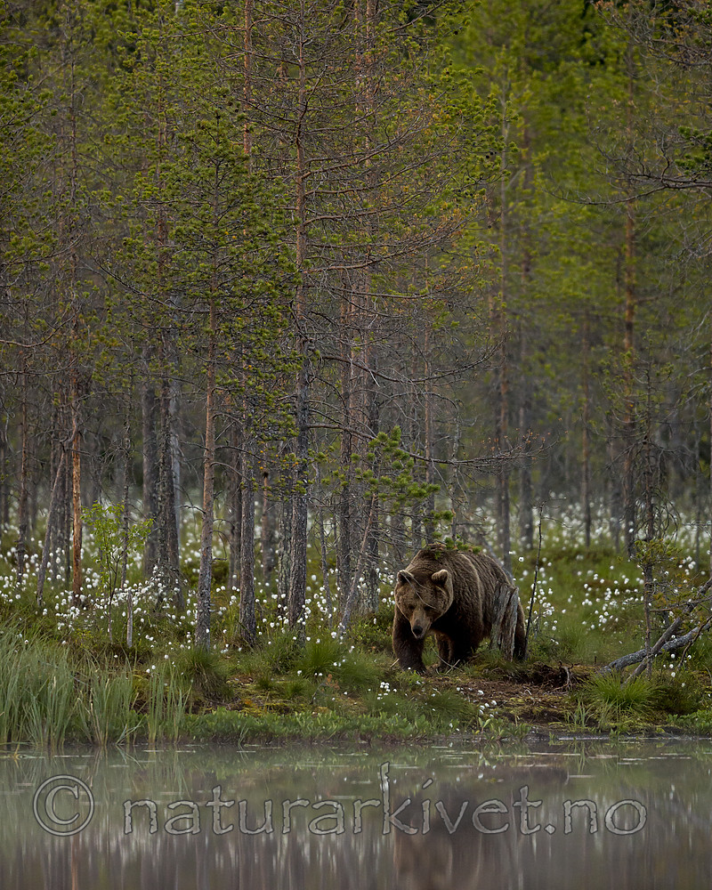 KA_160624_86 / Ursus arctos / Brunbjørn