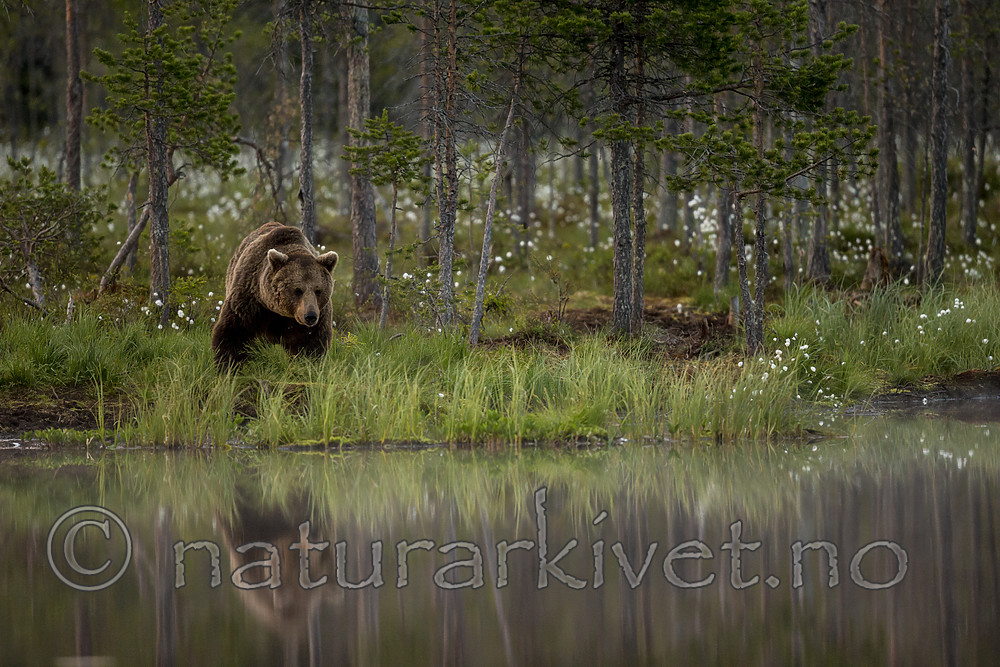 KA_160624_94 / Ursus arctos / Brunbjørn