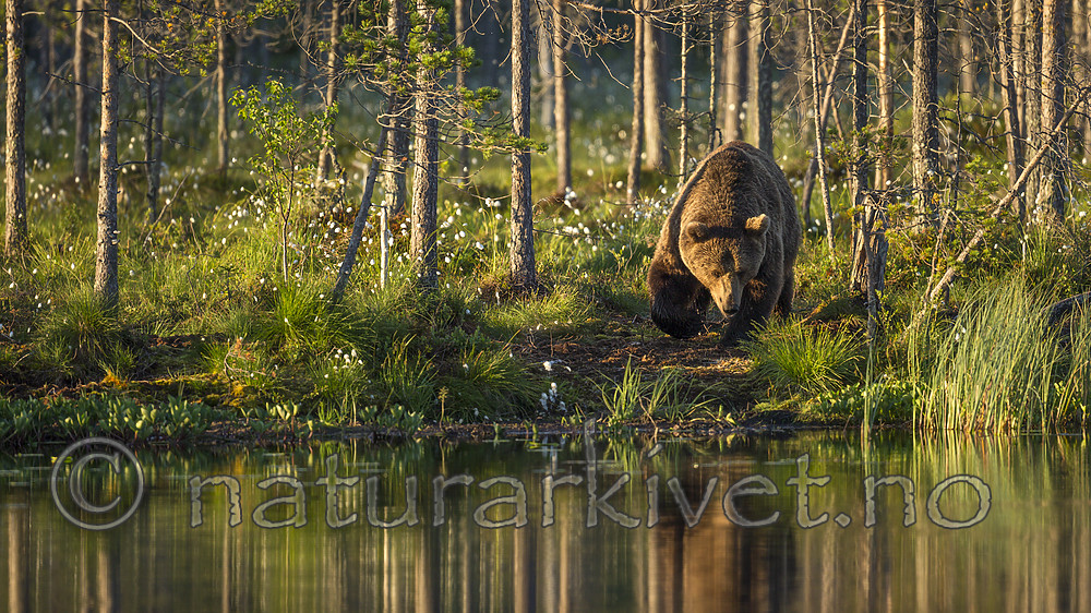 KA_160625_14 / Ursus arctos / Brunbjørn