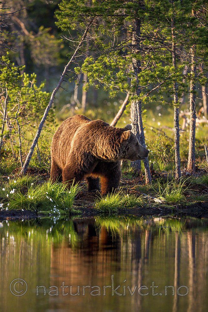 KA_160625_23 / Ursus arctos / Brunbjørn