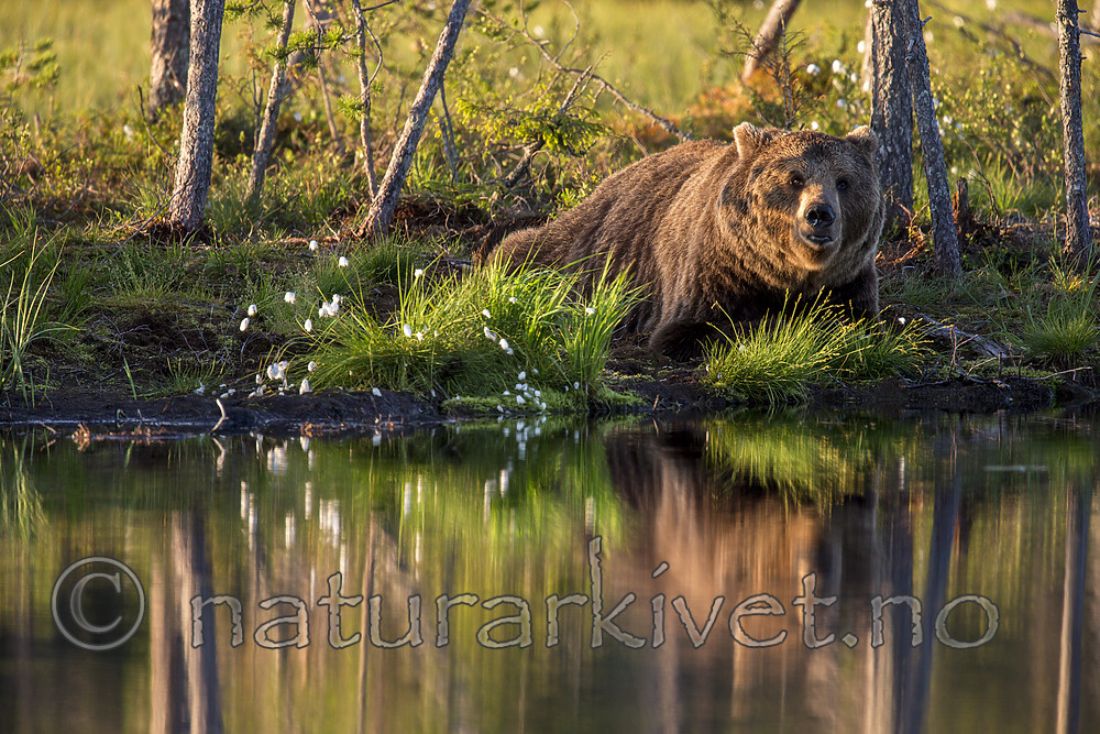 KA_160625_28 / Ursus arctos / Brunbjørn
