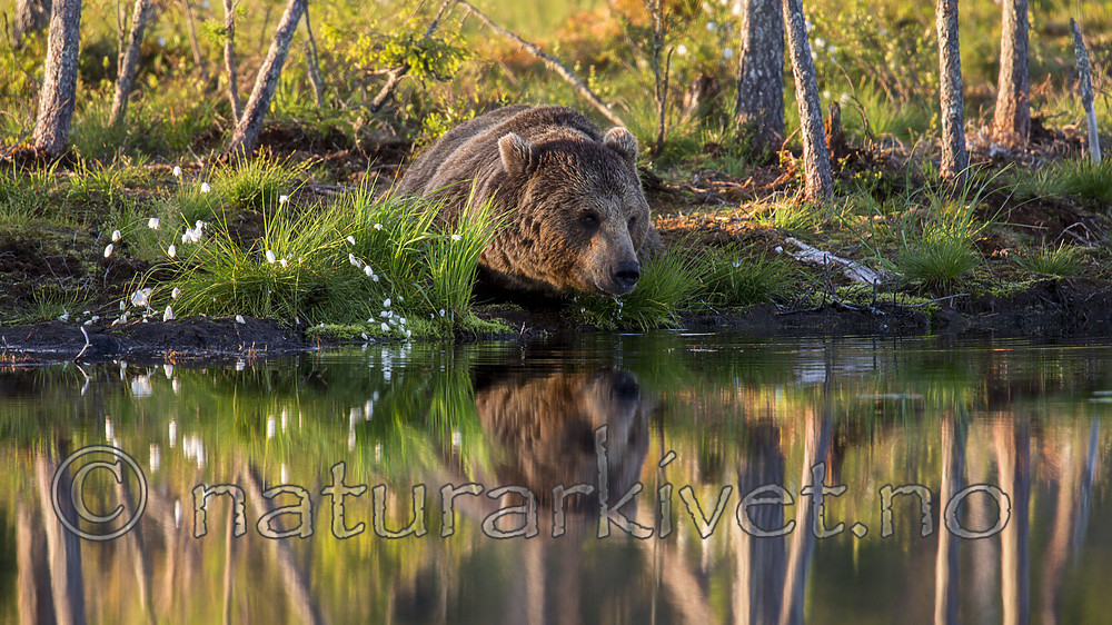 KA_160625_36 / Ursus arctos / Brunbjørn