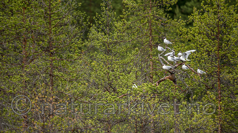 KA_160625_8 / Chroicocephalus ridibundus / Hettemåke