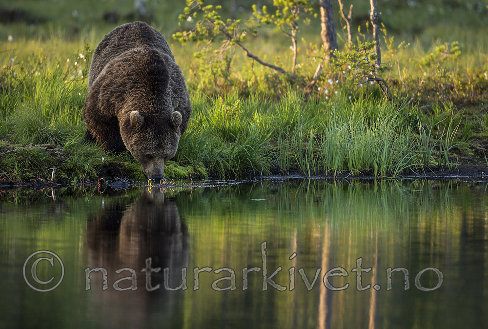 KA_160625_80 / Ursus arctos / Brunbjørn