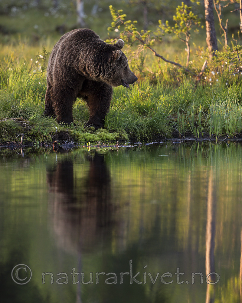 KA_160625_90 / Ursus arctos / Brunbjørn