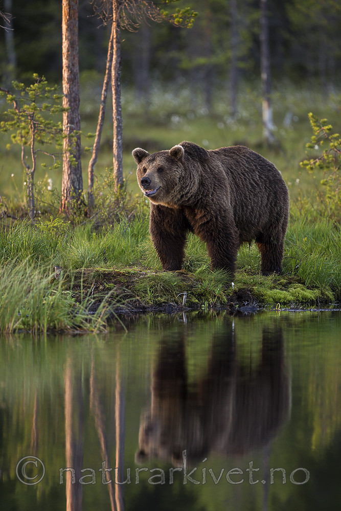 KA_160625_97 / Ursus arctos / Brunbjørn