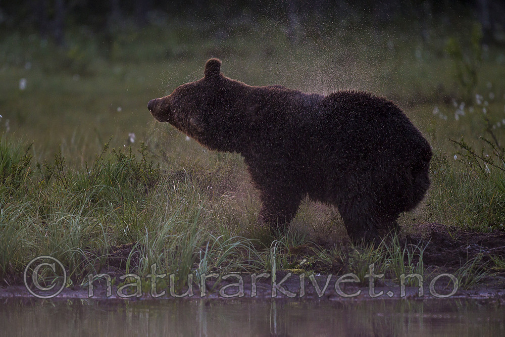 KA_160626_111 / Ursus arctos / Brunbjørn