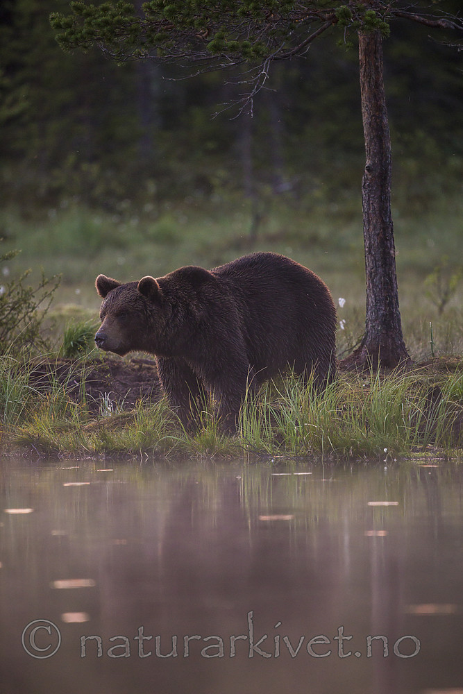 KA_160626_127 / Ursus arctos / Brunbjørn