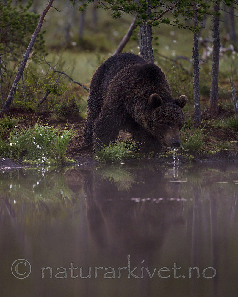 KA_160626_149 / Ursus arctos / Brunbjørn