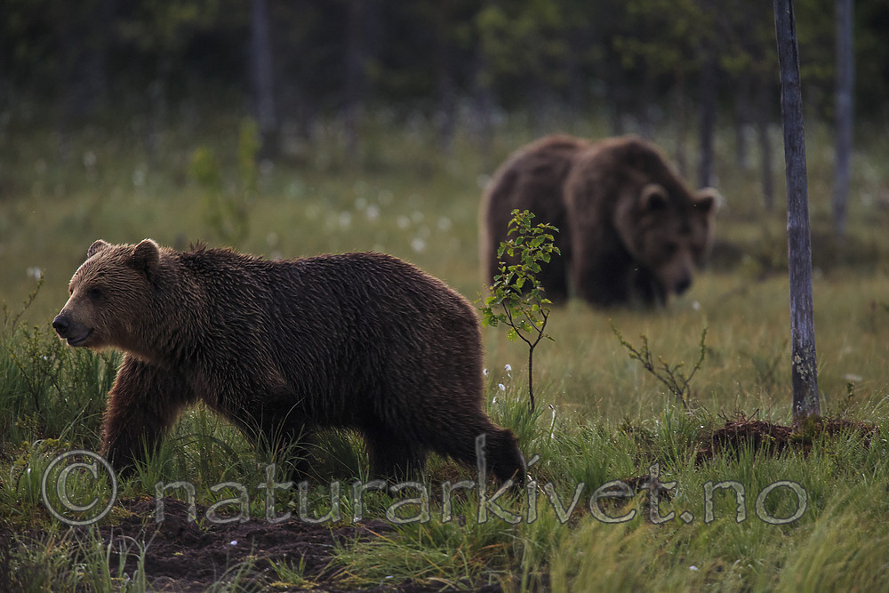 KA_160626_15 / Ursus arctos / Brunbjørn