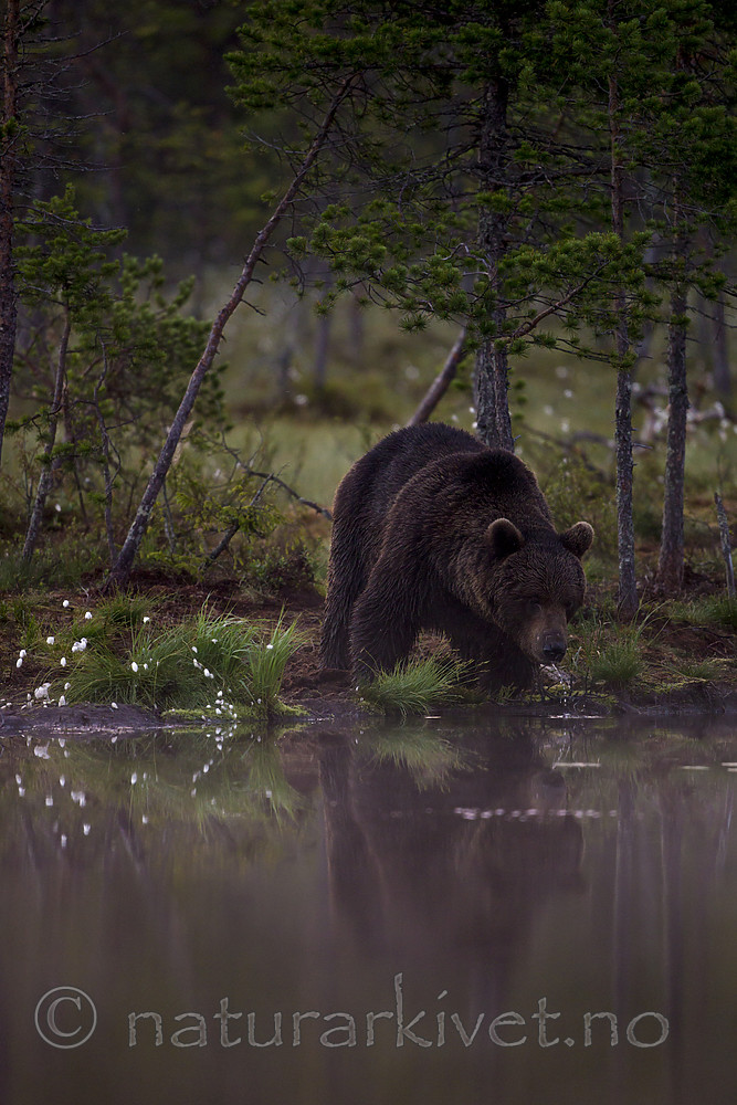 KA_160626_150 / Ursus arctos / Brunbjørn