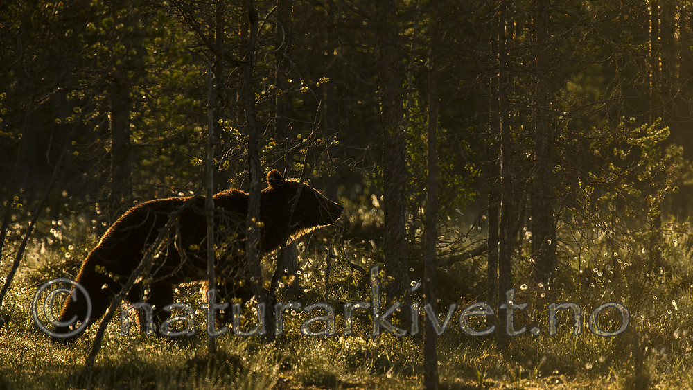 KA_160626_207 / Ursus arctos / Brunbjørn