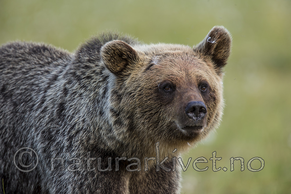 KA_160626_226 / Ursus arctos / Brunbjørn
