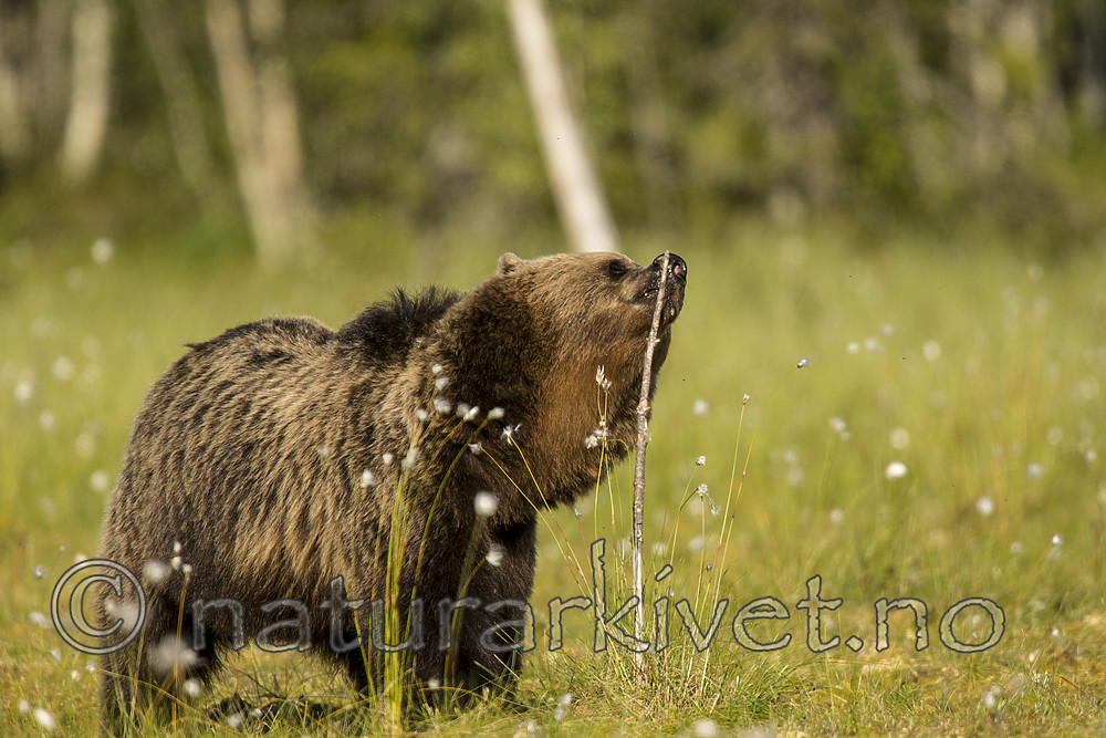 KA_160626_236 / Ursus arctos / Brunbjørn