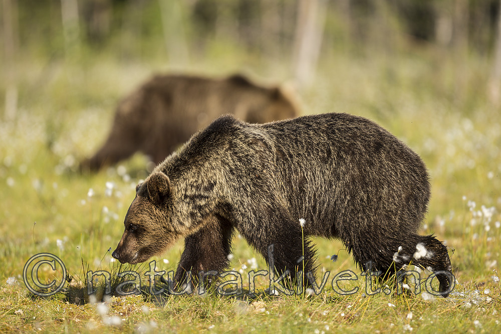 KA_160626_300 / Ursus arctos / Brunbjørn