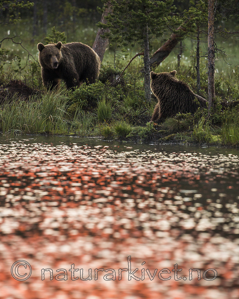 KA_160626_33 / Ursus arctos / Brunbjørn