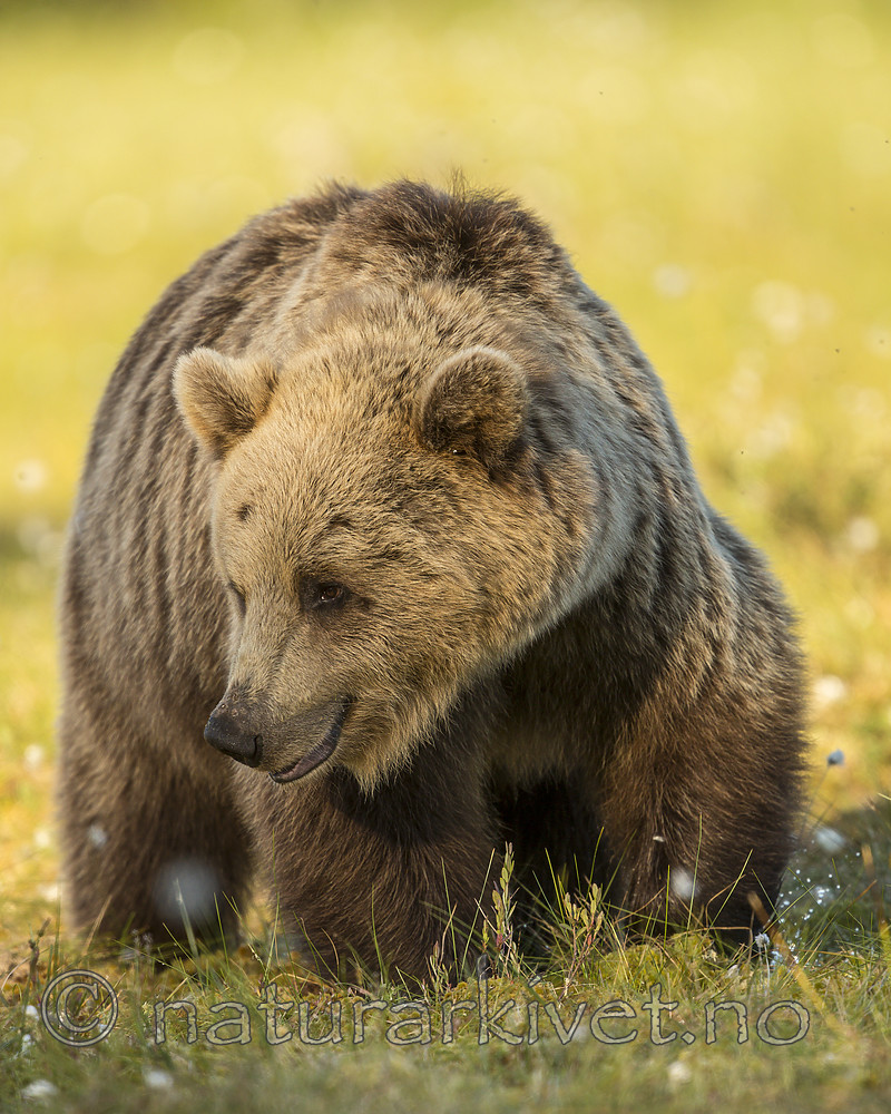 KA_160626_361 / Ursus arctos / Brunbjørn