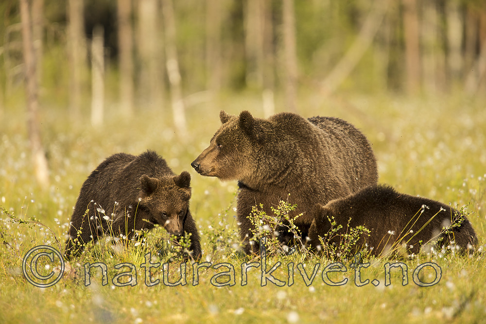 KA_160626_381 / Ursus arctos / Brunbjørn