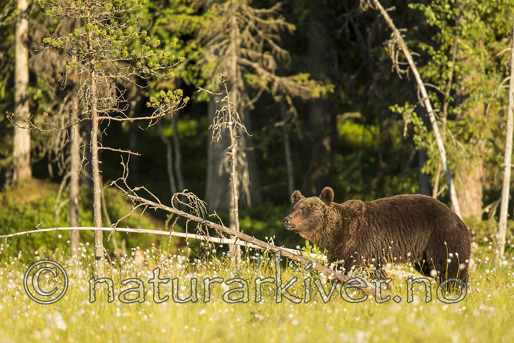 KA_160626_394 / Ursus arctos / Brunbjørn