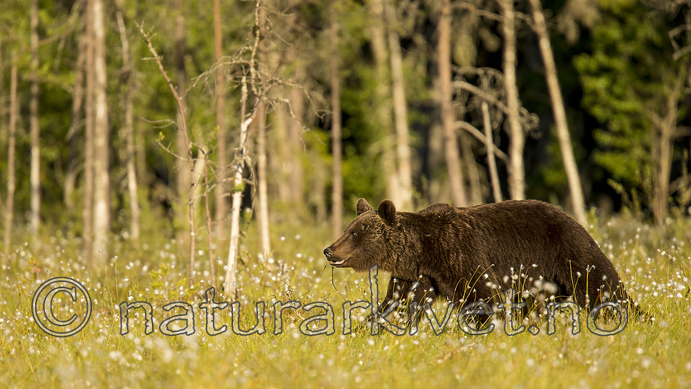 KA_160626_399 / Ursus arctos / Brunbjørn