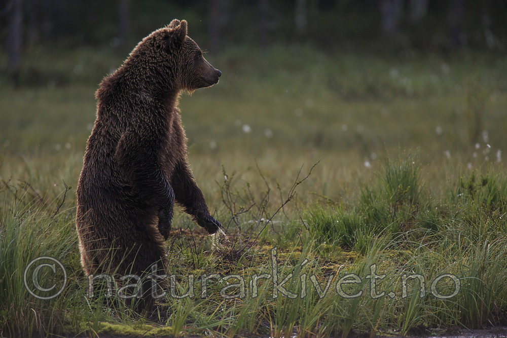 KA_160626_5 / Ursus arctos / Brunbjørn