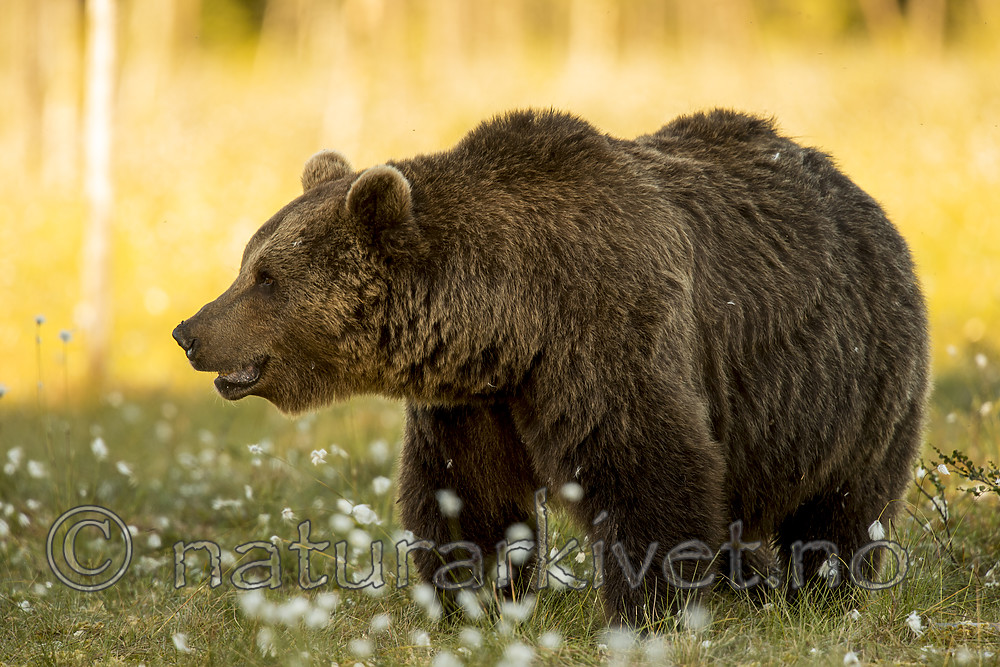 KA_160626_543 / Ursus arctos / Brunbjørn