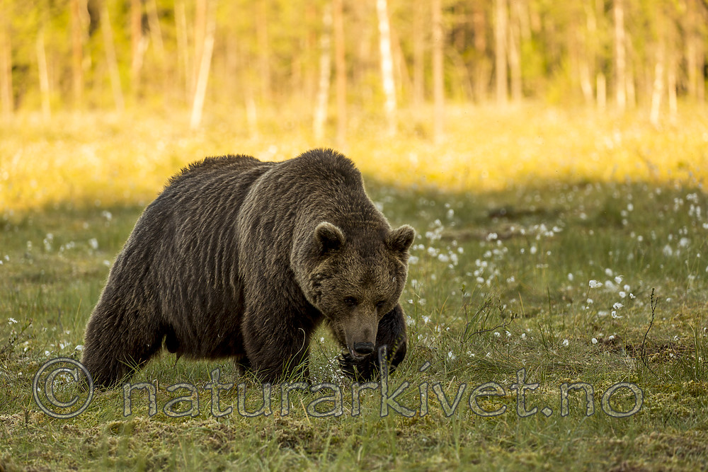 KA_160626_547 / Ursus arctos / Brunbjørn