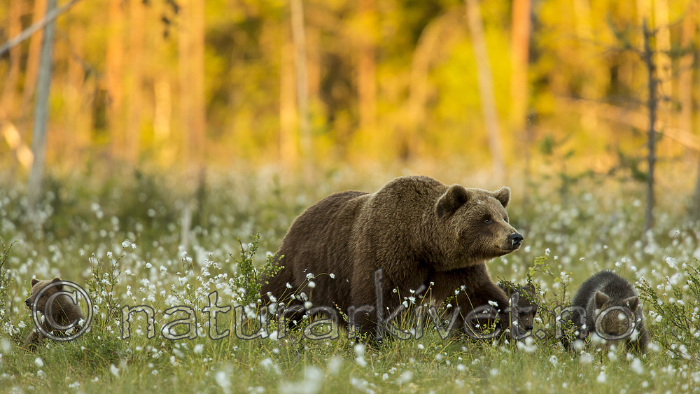 KA_160626_605 / Ursus arctos / Brunbjørn