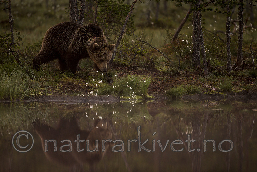 KA_160626_68 / Ursus arctos / Brunbjørn