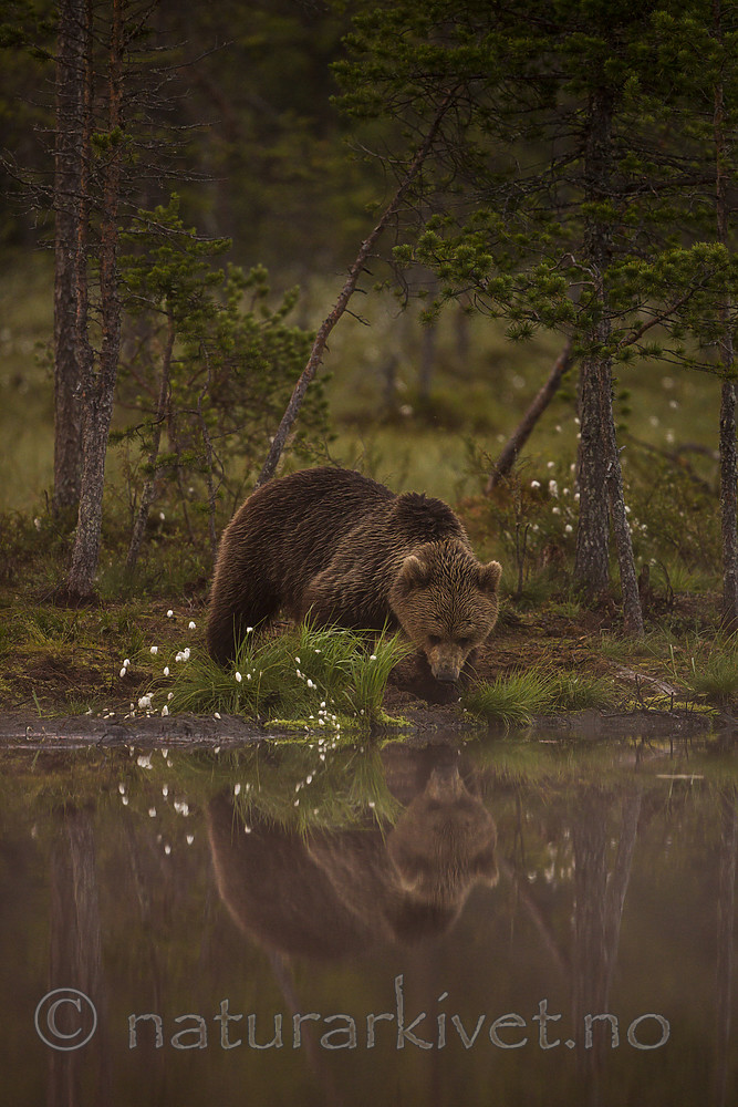KA_160626_70 / Ursus arctos / Brunbjørn