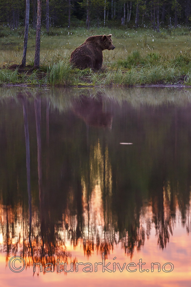 KA_160626_80 / Ursus arctos / Brunbjørn