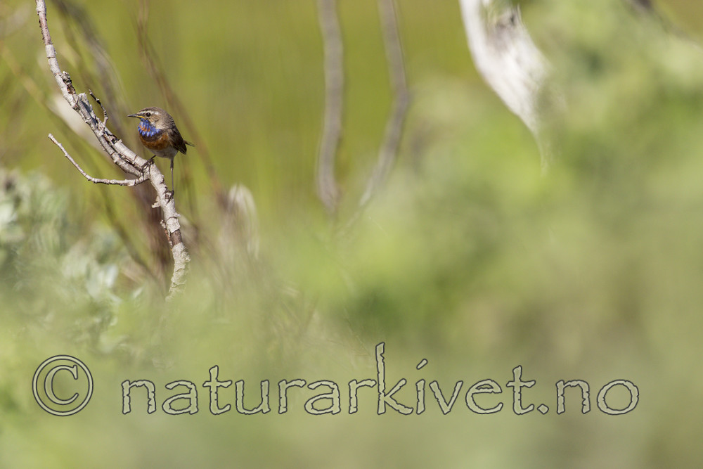 KA_160630_49 / Luscinia svecica / Blåstrupe