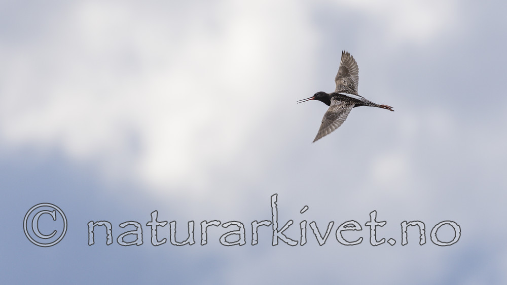 KA_160703_200 / Tringa erythropus / Sotsnipe