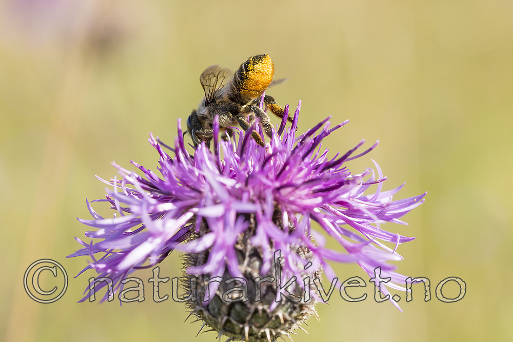 KA_160708_32 / Centaurea scabiosa / Fagerknoppurt <br /> Megachile lagopoda / Storbladskjærerbie