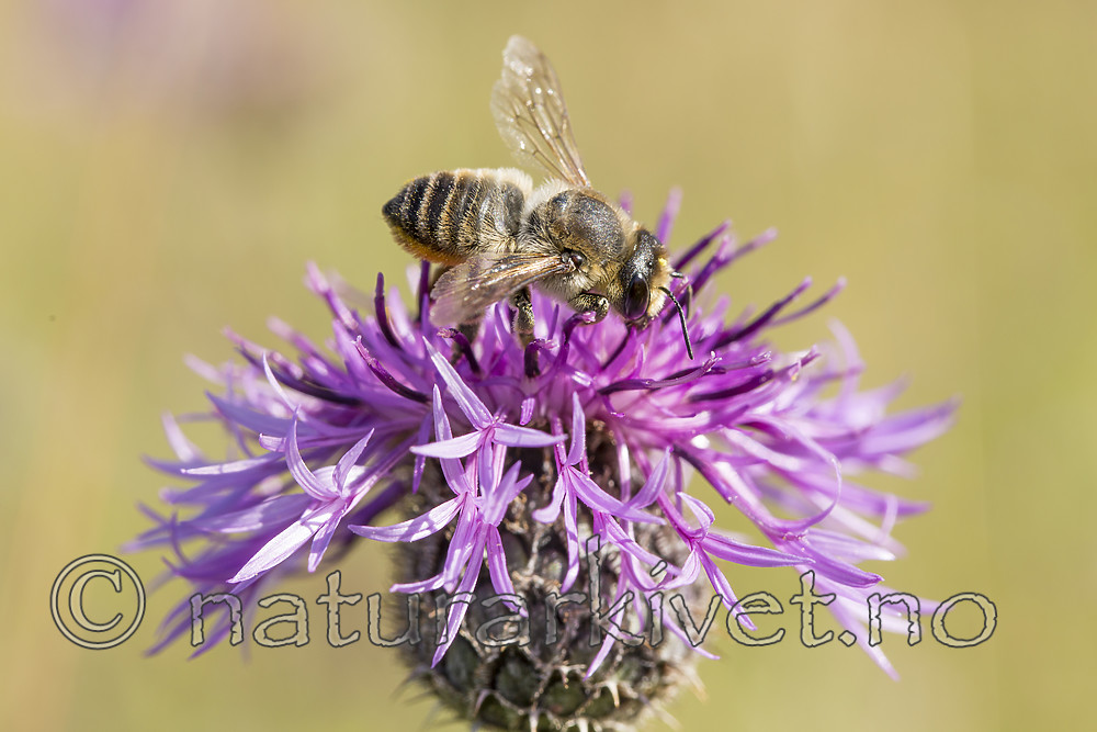 KA_160708_35 / Centaurea scabiosa / Fagerknoppurt <br /> Megachile lagopoda / Storbladskjærerbie