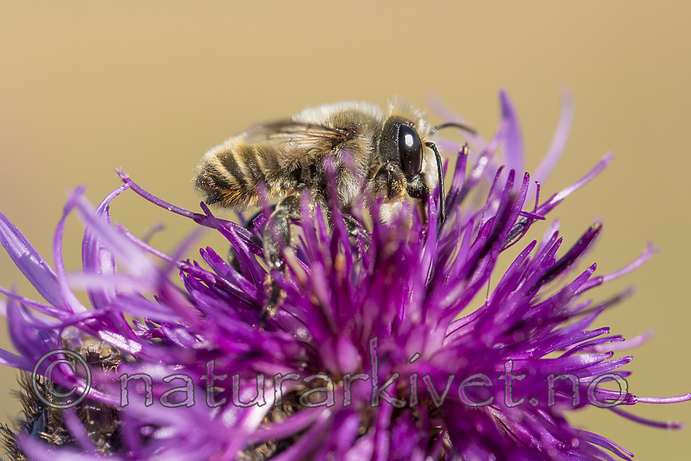 KA_160708_38 / Centaurea scabiosa / Fagerknoppurt <br /> Megachile lagopoda / Storbladskjærerbie