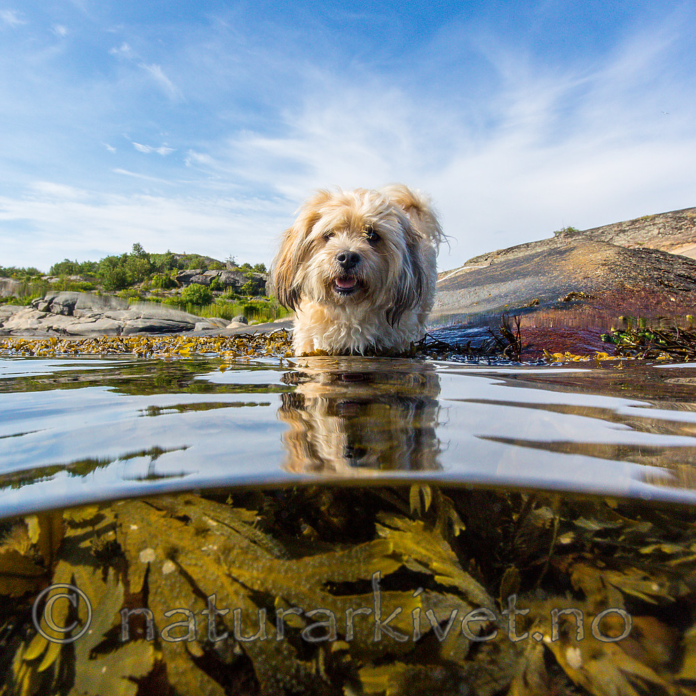 KA_160722_10 / Canis lupus familiaris / Hund