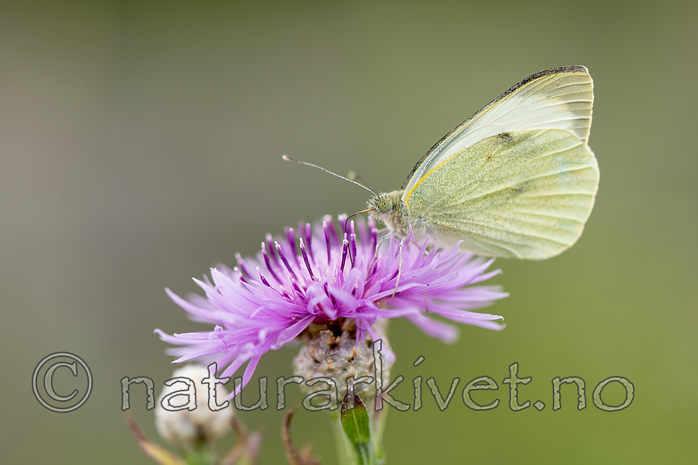 KA_160722_101 / Centaurea jacea / Engknoppurt <br /> Pieris brassicae / Stor kålsommerfugl