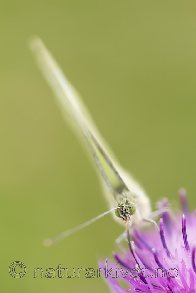 KA_160722_103 / Centaurea jacea / Engknoppurt <br /> Pieris brassicae / Stor kålsommerfugl