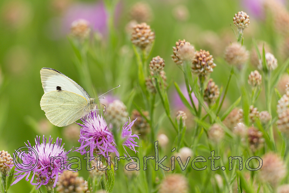 KA_160722_109 / Centaurea jacea / Engknoppurt <br /> Pieris brassicae / Stor kålsommerfugl
