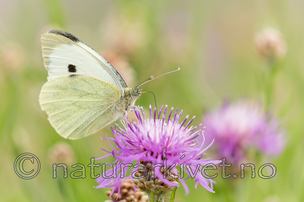 KA_160722_110 / Centaurea jacea / Engknoppurt <br /> Pieris brassicae / Stor kålsommerfugl