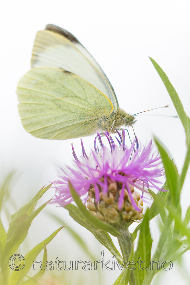 KA_160722_113 / Centaurea jacea / Engknoppurt <br /> Pieris brassicae / Stor kålsommerfugl