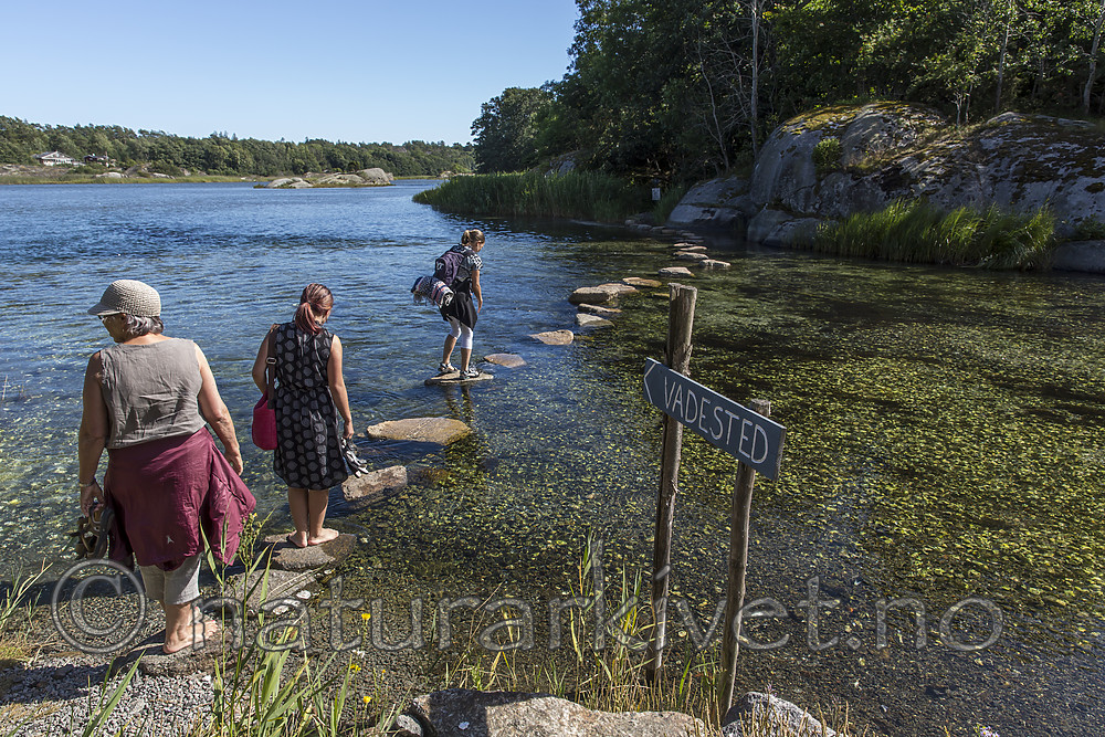 KA_160731_1 / Crassostrea gigas / Stillehavsøsters