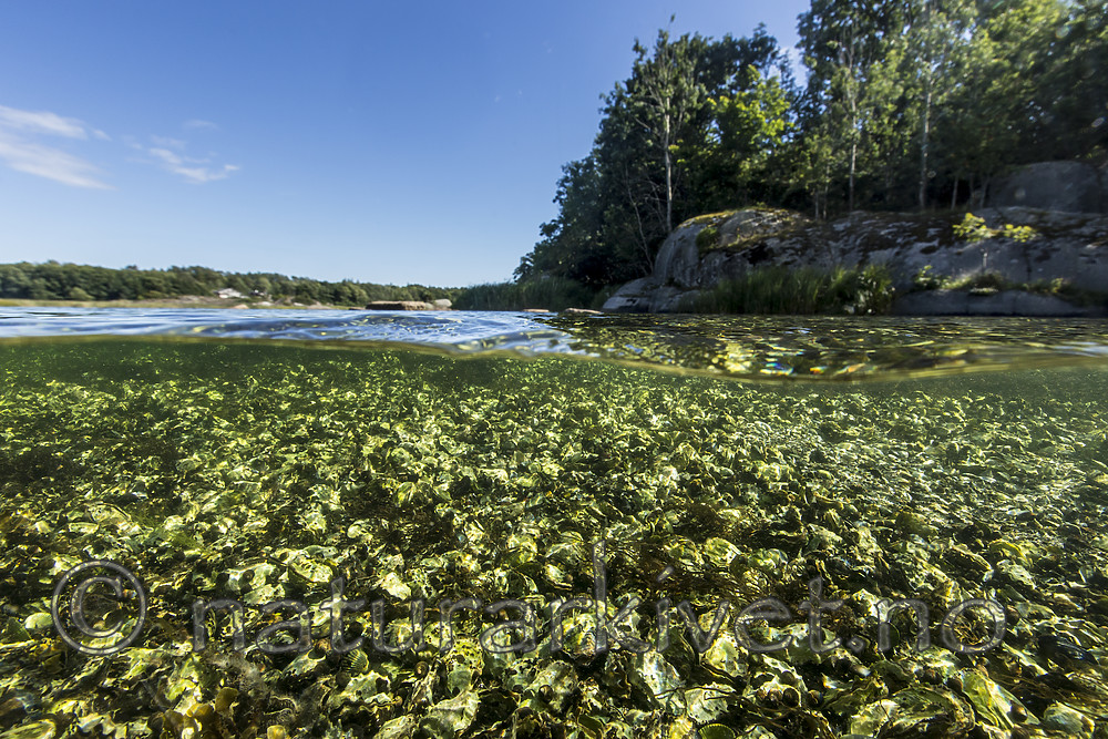 KA_160731_10 / Crassostrea gigas / Stillehavsøsters
