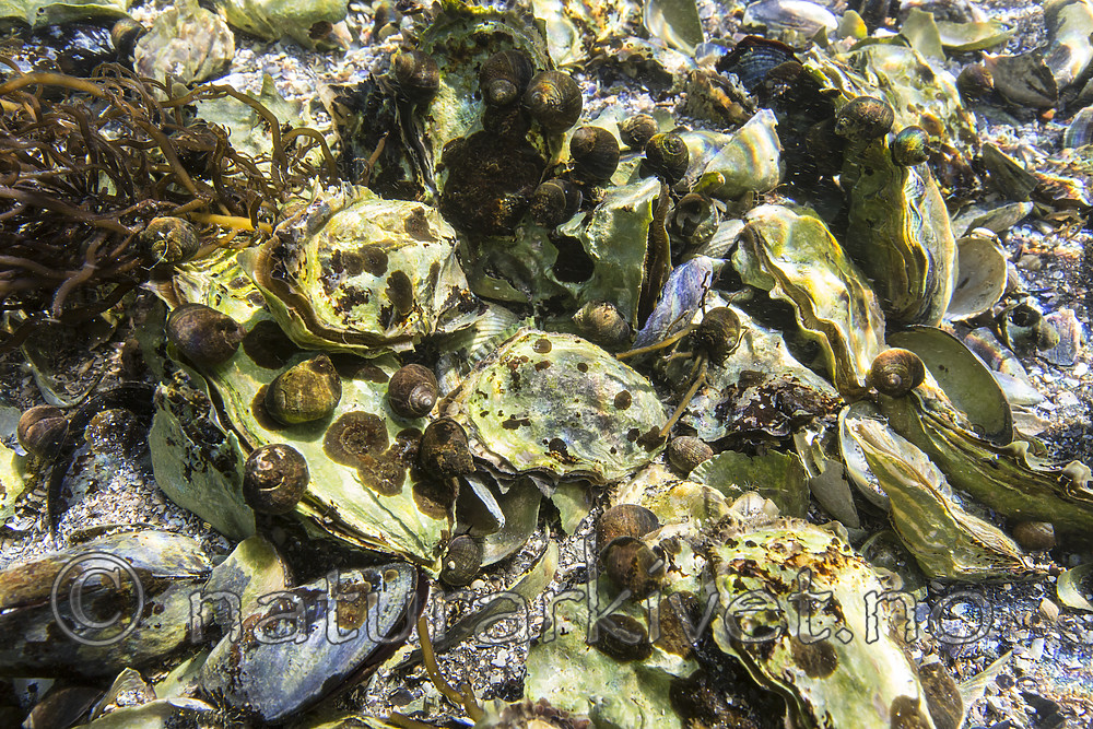KA_160731_15 / Crassostrea gigas / Stillehavsøsters