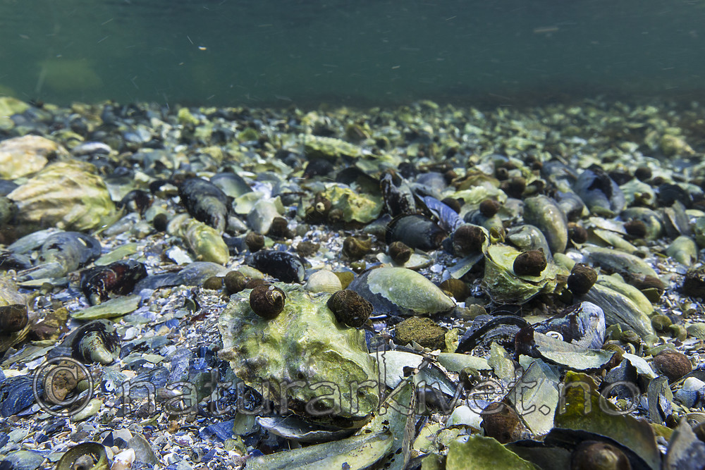 KA_160731_20 / Crassostrea gigas / Stillehavsøsters