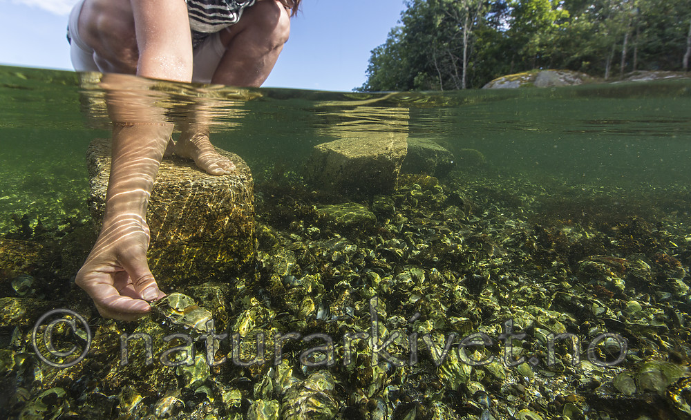 KA_160731_43 / Crassostrea gigas / Stillehavsøsters