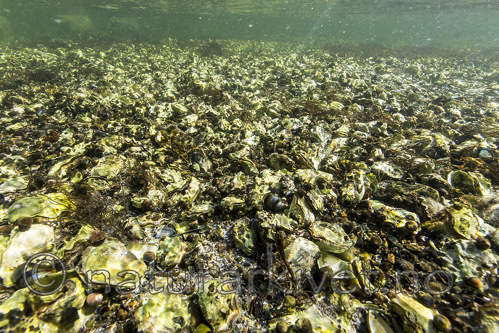 KA_160731_8 / Crassostrea gigas / Stillehavsøsters